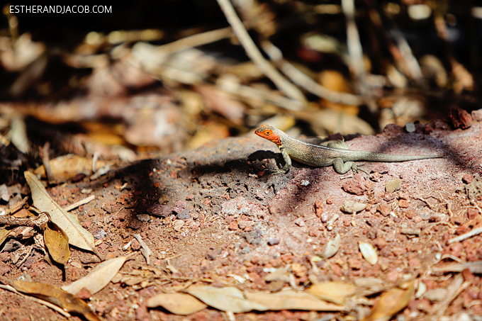 Galapagos Lava Lizards (Microlophus albemariensis)