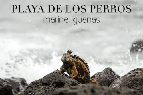 Playa de Los Perros – Where to See Marine Iguanas