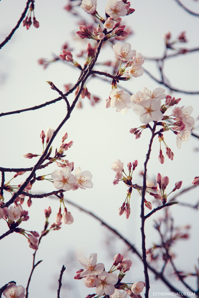 Cherry Blossoms in Atlanta.