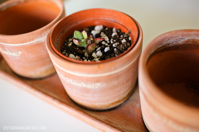 Urban garden in our messy house. Gratitude practice for week 29.