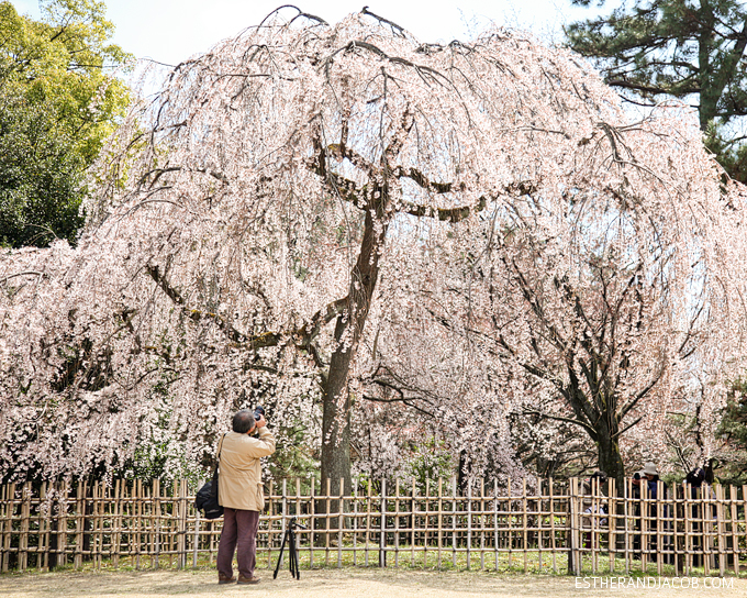 Man taking photos of cherry Blossoms in Japan.