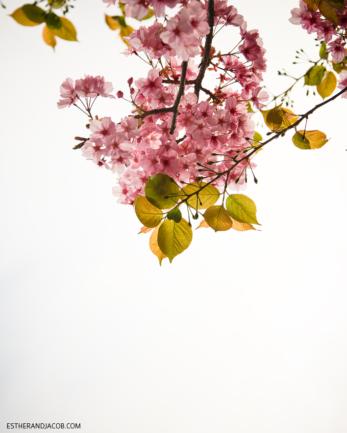 Photo of cherry blossoms in Japan.