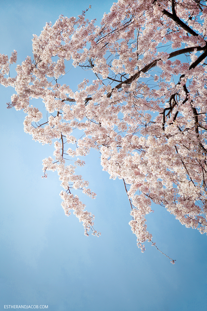 Photo of Japanese cherry blossom.