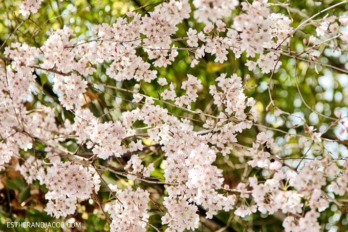 Photo of cherry blossom japan.