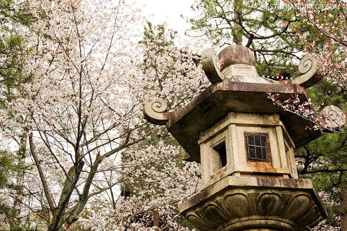 Photo of cherry blossom festival in japan | Japanese cherry blossom trees.