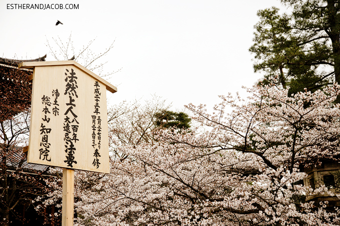 Photo of Cherry Blossoms in Japan.