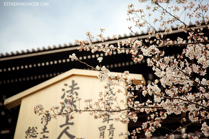 Photo of Japanese cherry blossoms.