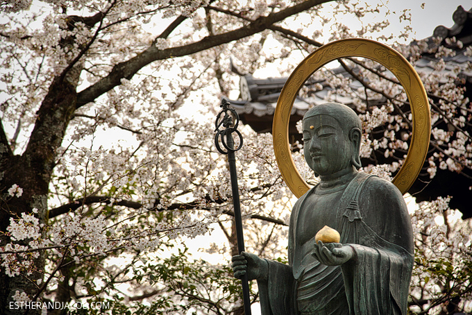 Photo of cherry blossoms in japan.