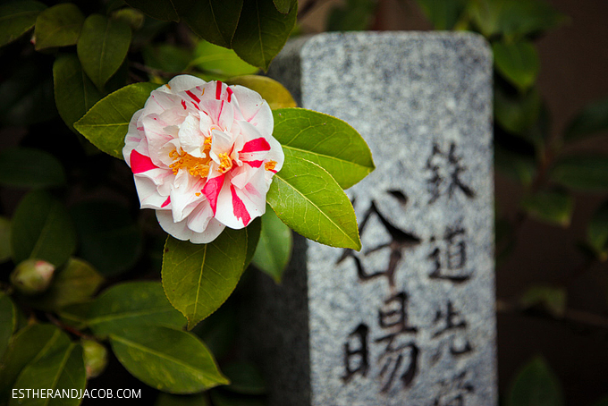 Photo of Kyoto Japan during cherry blossom season.