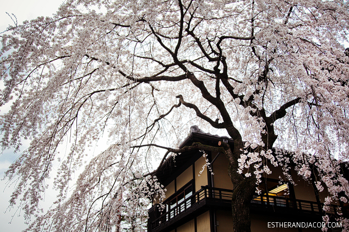 Photo of Japanese cherry blossom tree.