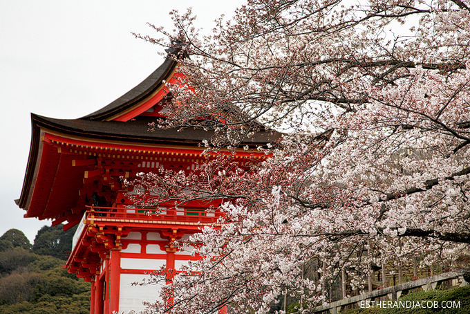 Photo of Japanese cherry blossom tree.