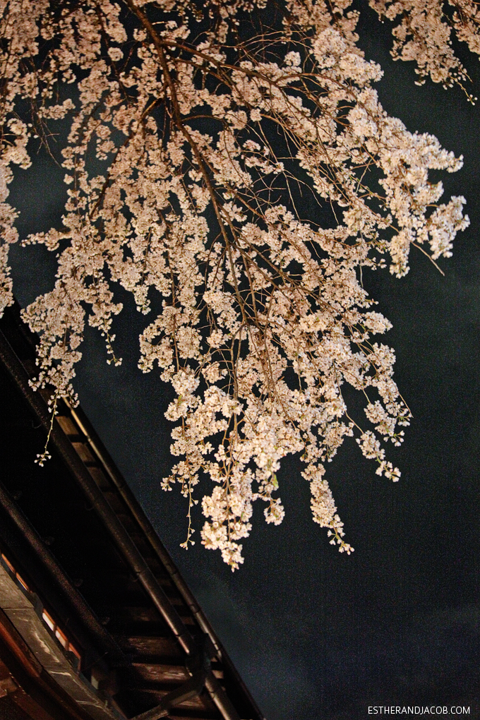 Photo of Japan cherry blossoms at night.