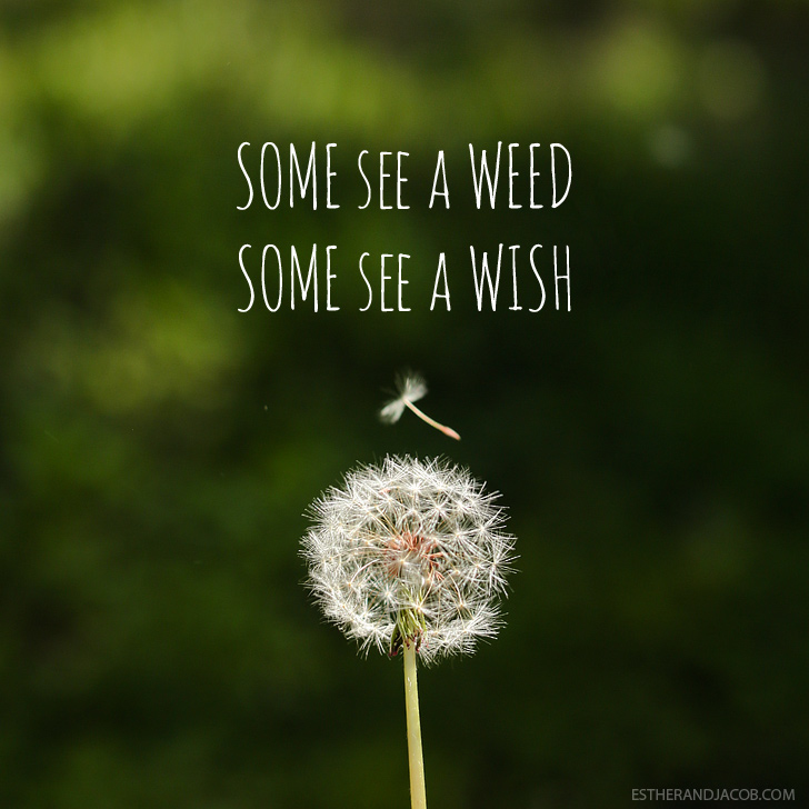 Some see a weed some see a wish quote | Dandelion images | Pictures of spring season | Why I Love Spring.