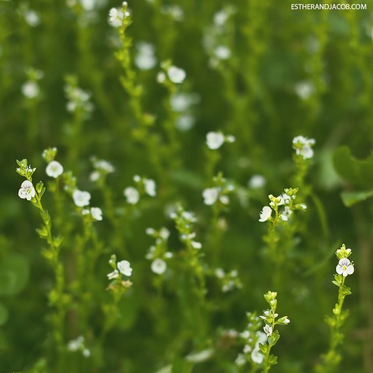 Why I love spring | Pictures of springtime.