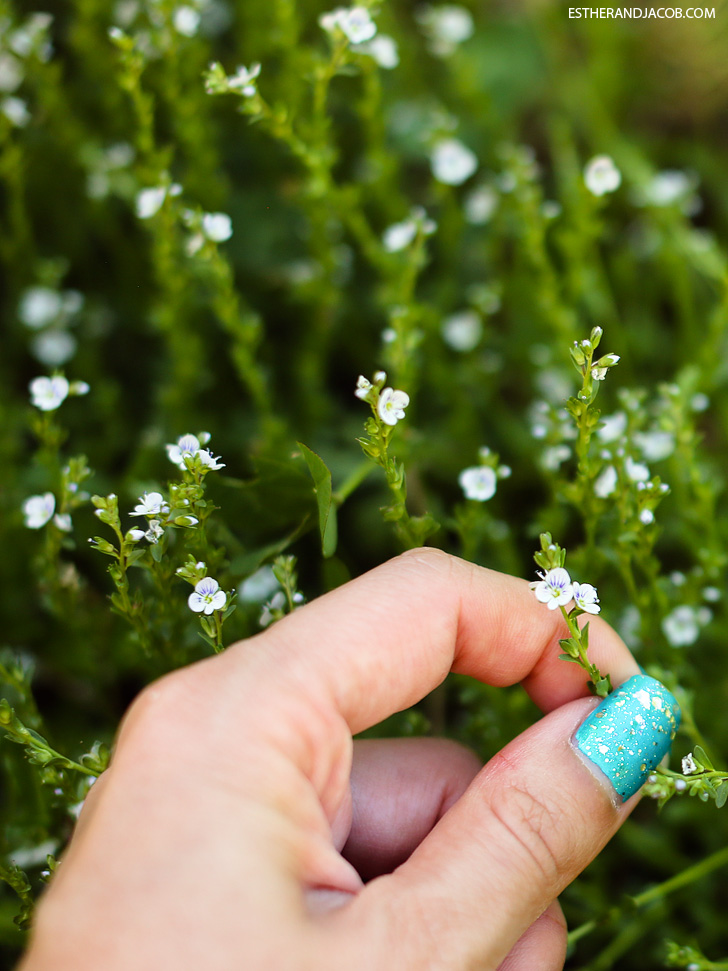 Teeny tiny spring flowers | Why I love spring | Pictures of spring season.