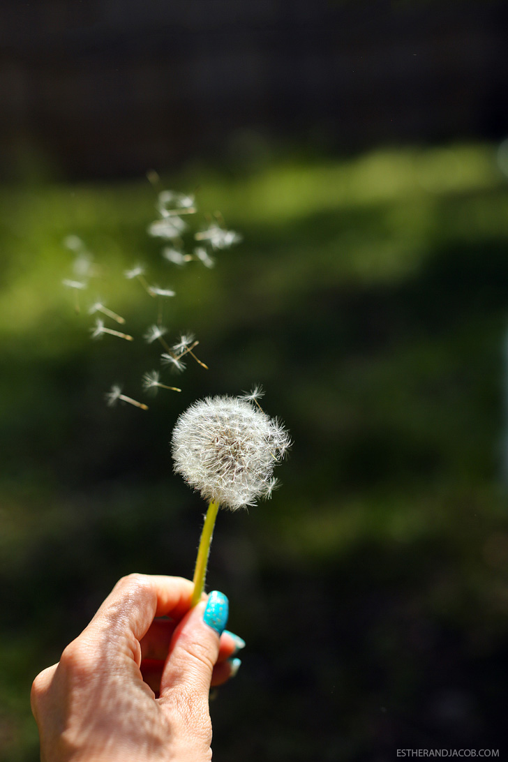 Dandelion Pictures & Dandelion Photography | Pictures of springtime | Why I Love Spring.