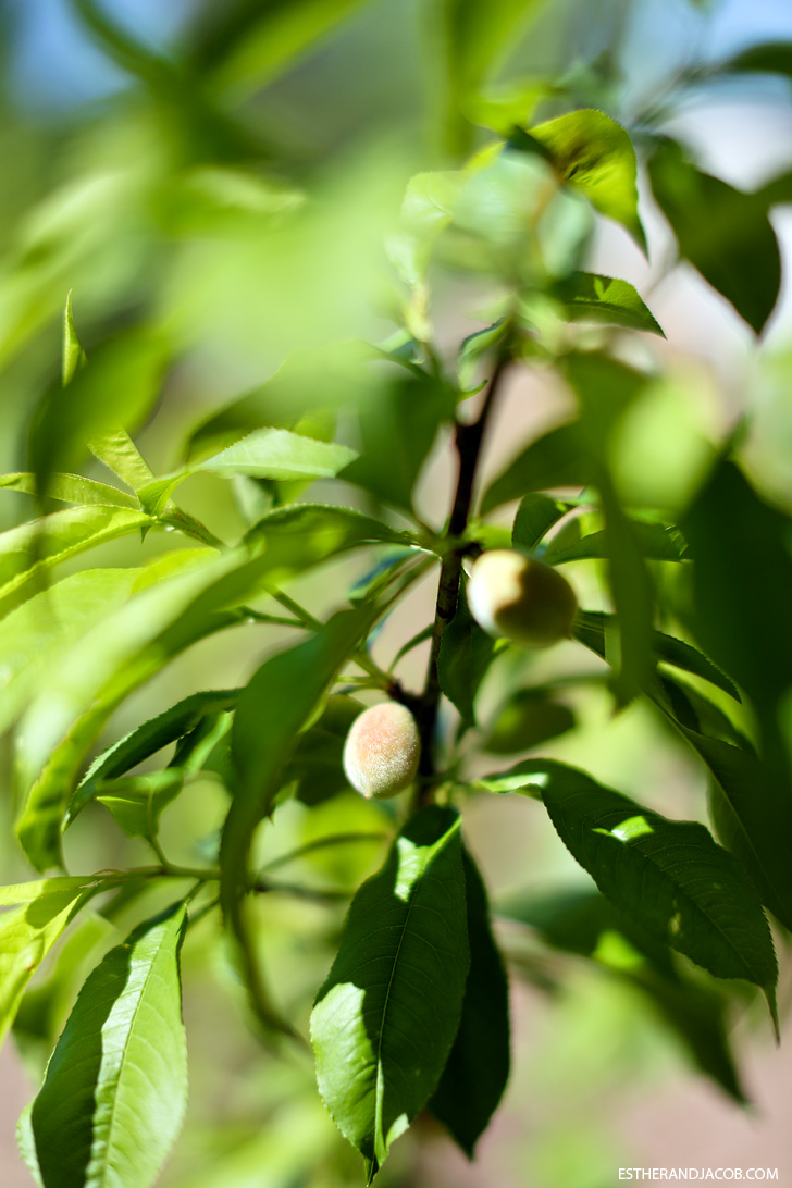 Georgia peaches | Pictures of springtime | Why I Love Spring.