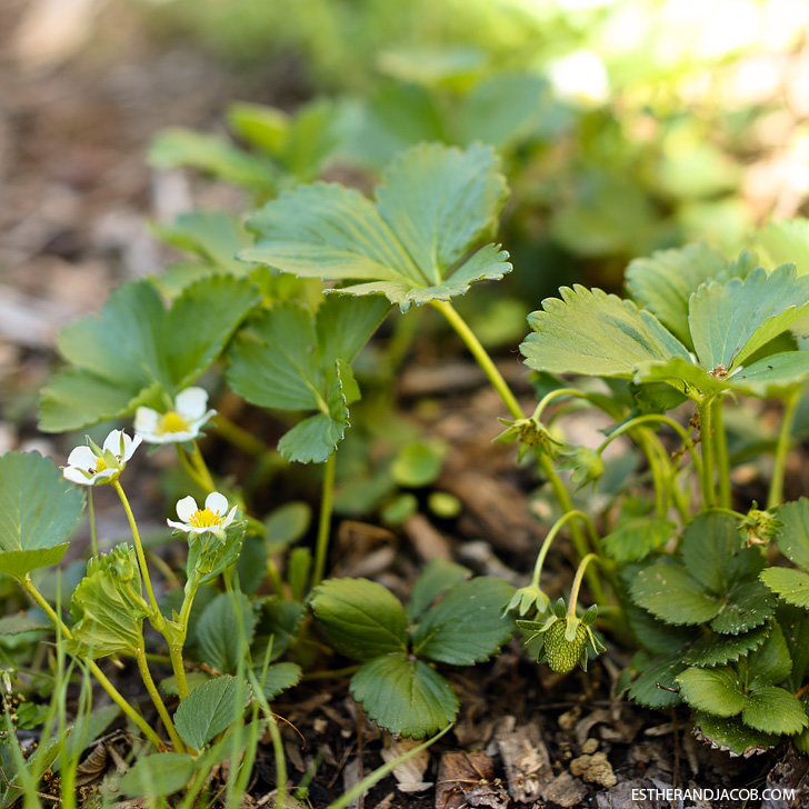 Strawberry Patch | Pictures of springtime | Why I love spring.