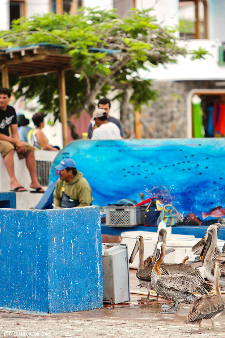 Puerto Ayora Fish Market | Things to do in santa cruz galapagos island.