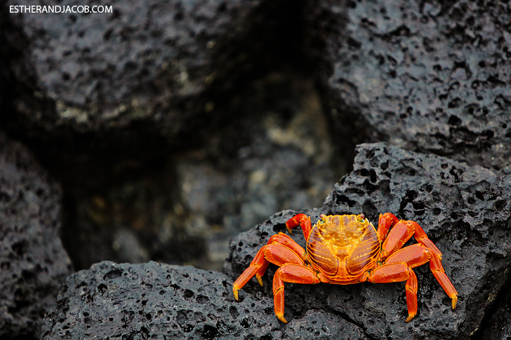 Sally Lightfoot Crab by the Puerto Ayora Pier | Santa Cruz Galapagos Islands.