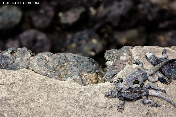 Marine Iguanas in Puerto Ayora Santa Cruz Island Galapagos.