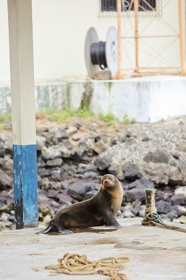 Galapagos Sea Lions near the Puerto Ayora Pier | Guide to Puerto Ayora | Things to Do in Santa Cruz Island Galapagos.