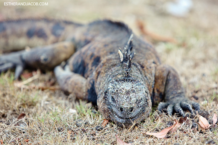 Marine Iguanas in Puerto Ayora Santa Cruz Island Galapagos.