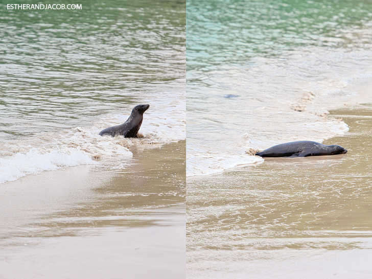 Isabela Island Galapagos Sea Lion.