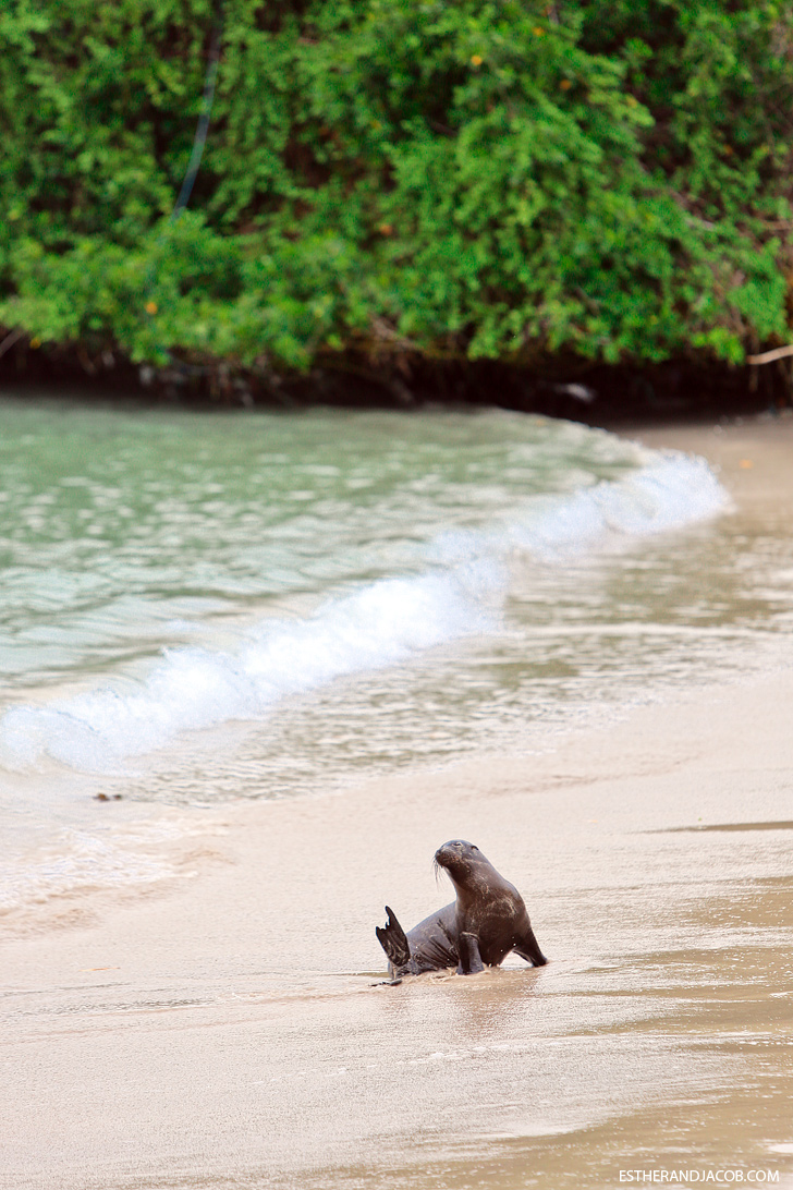 Isabela island galapagos sea lion.