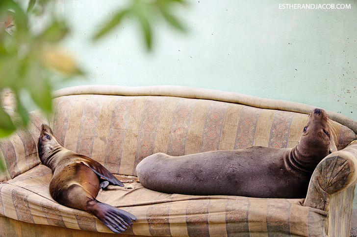 Isabela Island Galapagos Sea Lions.