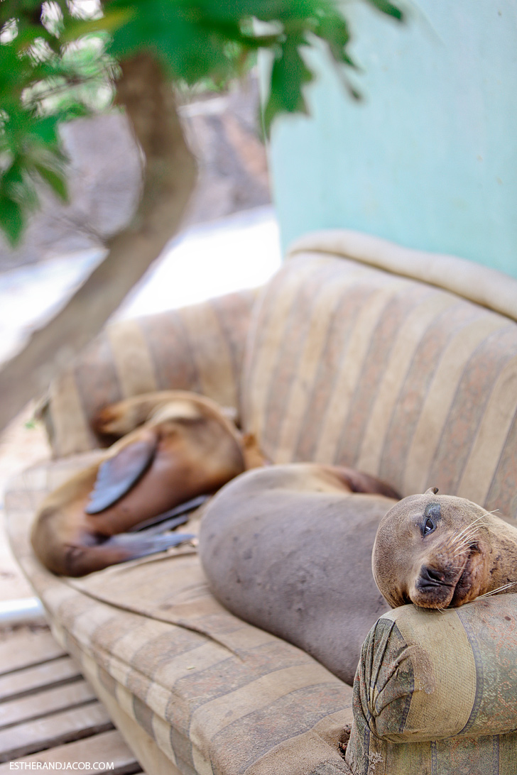 Isabela Island Galapagos Sea Lions.