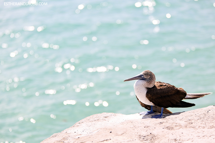 Isabela Galapagos Island Animals | Blue Footed Booby Bird.