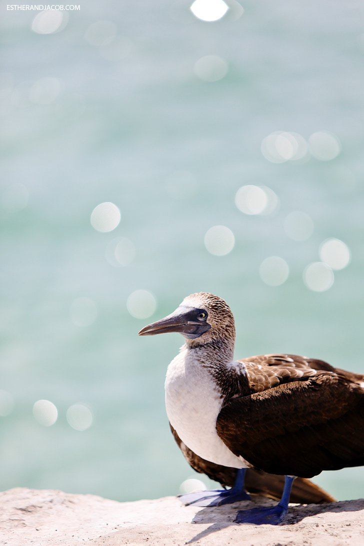 Isabela Galapagos Island Animals | Blue Footed Boobies.