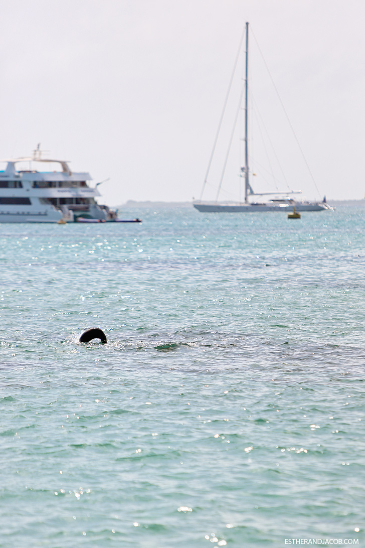 Isabela Island Galapagos Sea Lion.