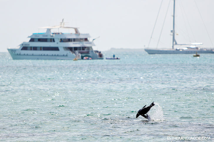 Isabela Island Galapagos Sea Lion.