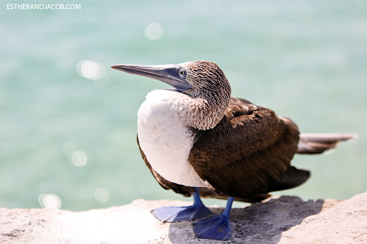 Isabela Galapagos Island Animals | Blue Footed Booby Bird.