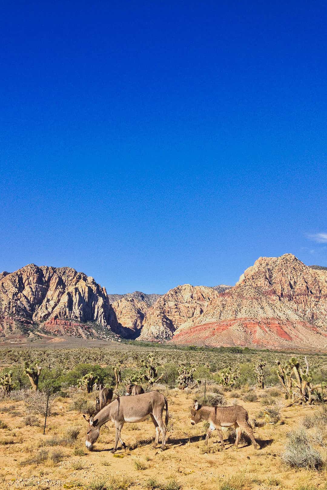 wild burros red rock canyon