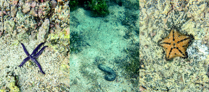 Snorkeling Galapagos Starfish and Sea Cucumber| Galapagos Island Animals | Bay Tour of Isabela Island.