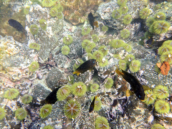 Snorkeling on Isabela Island | Galapagos Fish | Galapagos Island Animals.