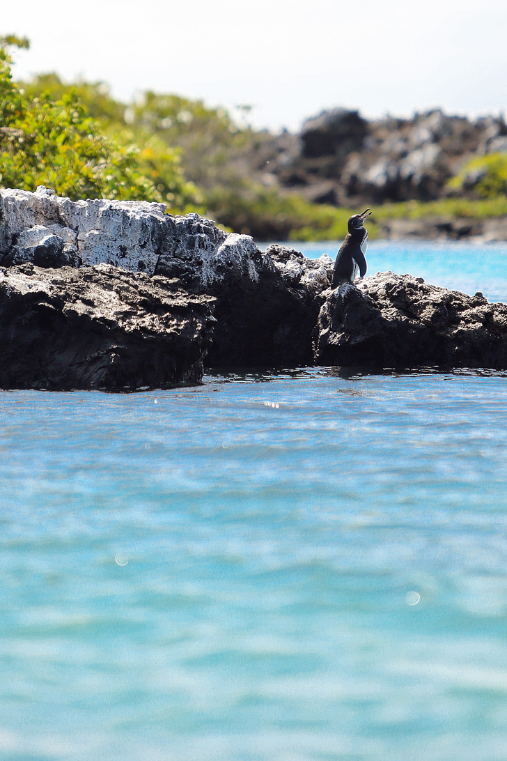 Galapagos Penguins | Galapagos Penguin Pictures.