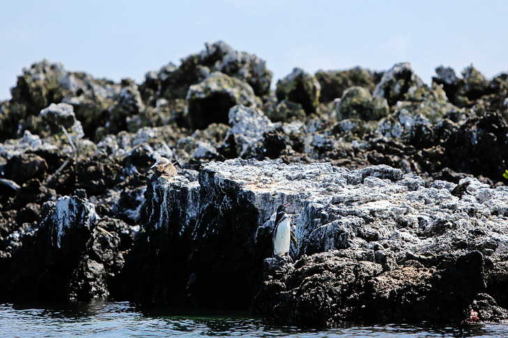 Galapagos Penguins (Spheniscus Mendiculus) | Galapagos Animals | Penguin Rock Puerto Villamil Isabela Galapagos Island.