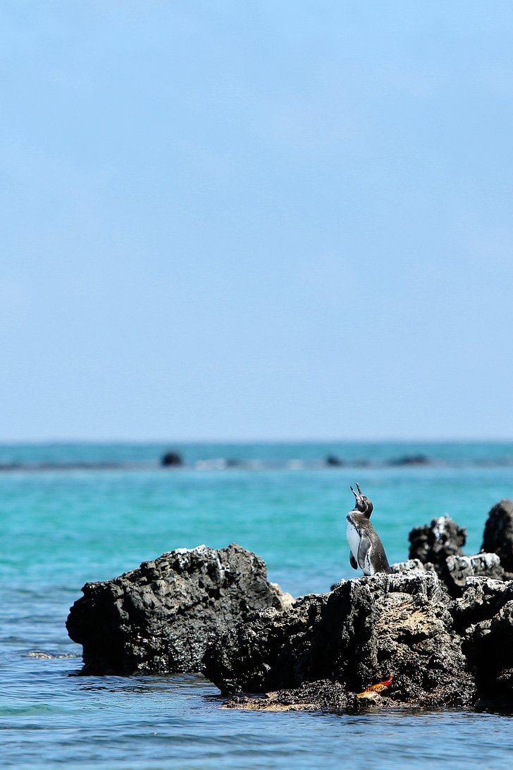 You are currently viewing Where to Find Galapagos Penguins | Puerto Villamil Galapagos Ecuador