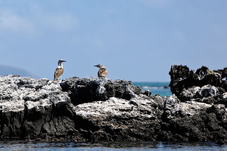 Blue Footed Booby Pictures | Galapagos Island Animals | Penguin Rock Puerto Villamil Isabela Island Galapagos.