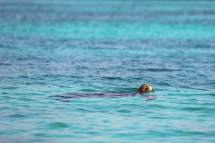 Galapagos Turtle | Galapagos Island Animals | Bay Tour of Isabela Island.