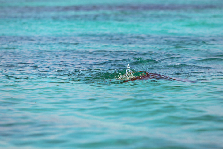 Galapagos Turtle | Galapagos Island Animals | Bay Tour of Isabela Island.