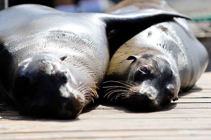 Galapagos Sea Lions at Las Tintoreras | Isabela Island.