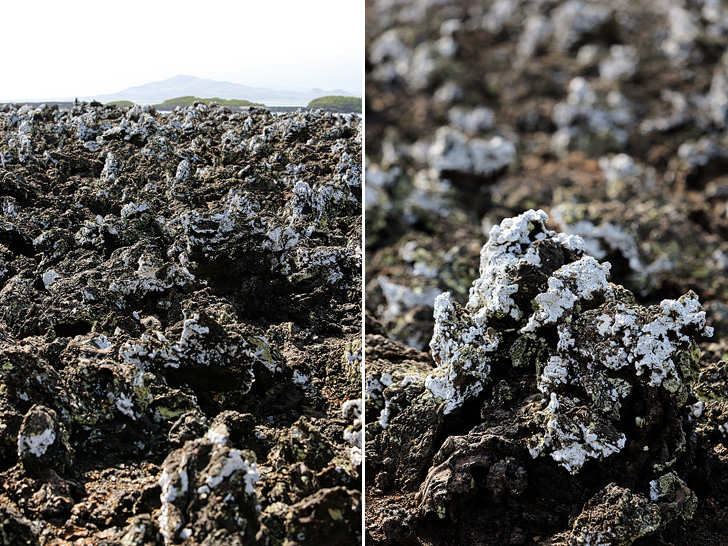 Las Tintoreras Lava Formations and White Moss.