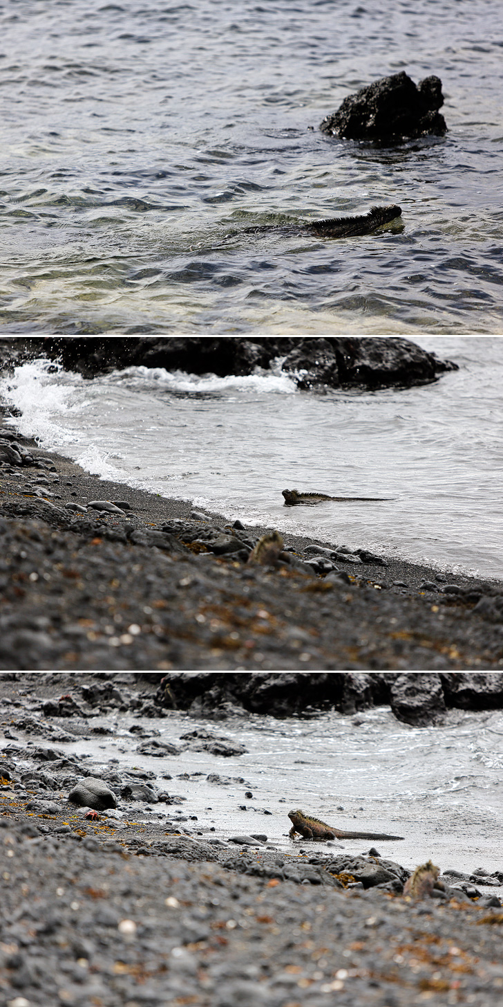 Galapagos Marine Iguanas | Galapagos Island Animals | Bay Tour of Isabela Island.