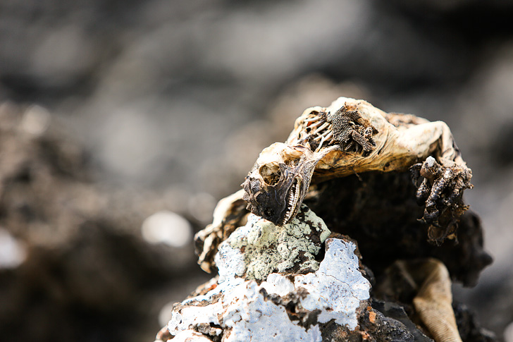 Galapagos Marine Iguanas | Bay Tour of Isabela Island