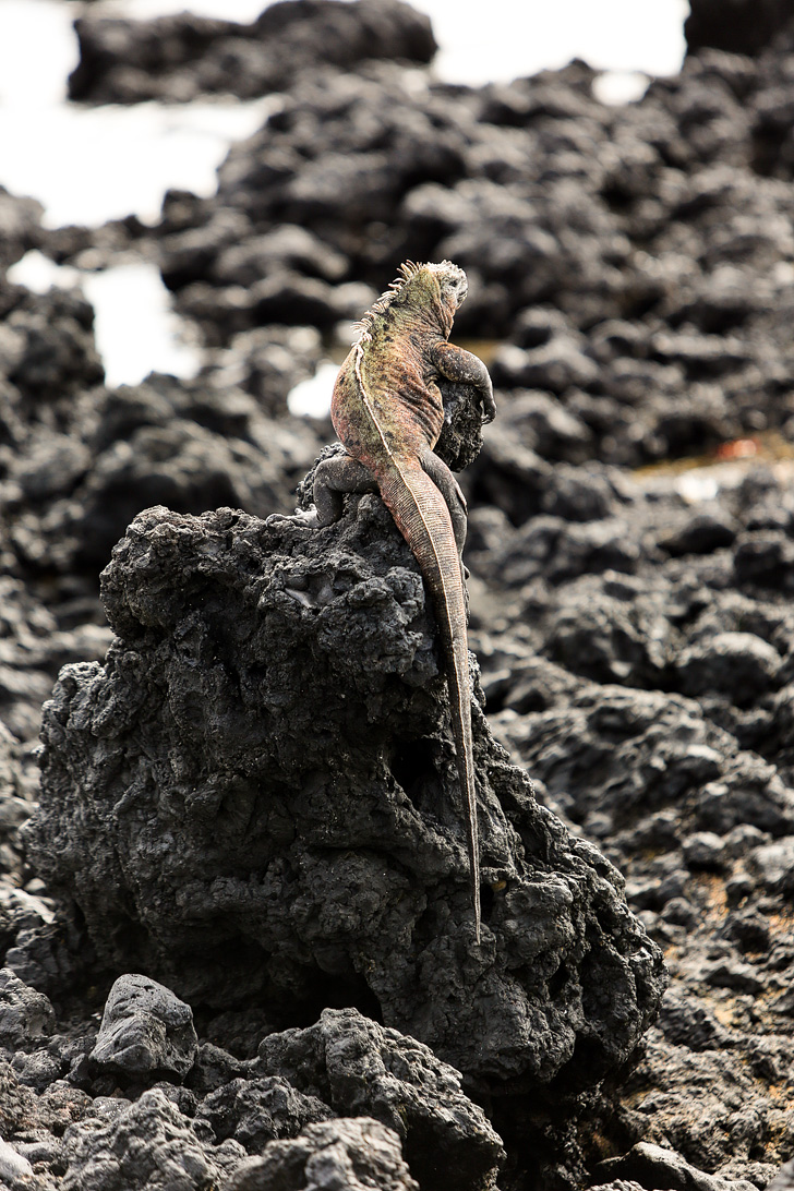 Galapagos Marine Iguana Colony | Galapagos Island Animals | Bay Tour of Isabela Island